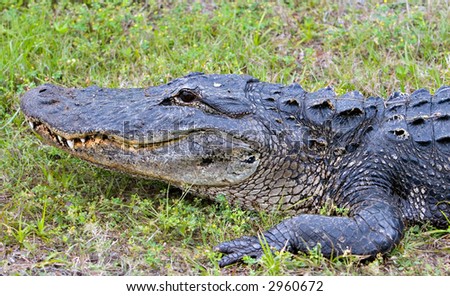 A Wild Alligator by a Florida Swamp