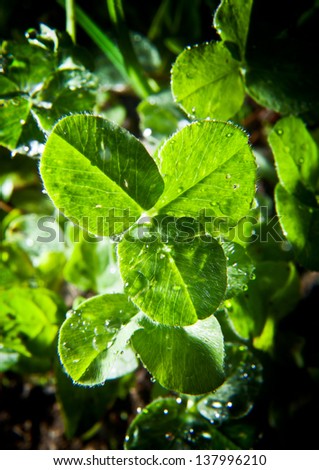 Close-up photo of clover leaves. Trifolium pratense (red clover) is a species of clover, native to Europe, Western Asia and northwest Africa