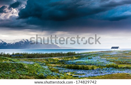 Iceland: lupins meadow over atlantic coastline. Husavik, north Iceland.