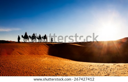 Camel caravan on sand dunes in the desert at sunrise. Erg Chebbi, Morocco, Africa.