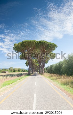 Road in tuscan countryside. Avenue of maritime pines (Pinus pinaster) along a empty and strenght road, sunny summer day. Tuscany, Italy, Europe.
