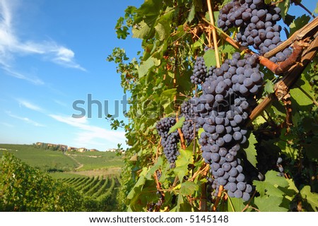 Big red grapes waiting for the harvest;  italian vineyards
