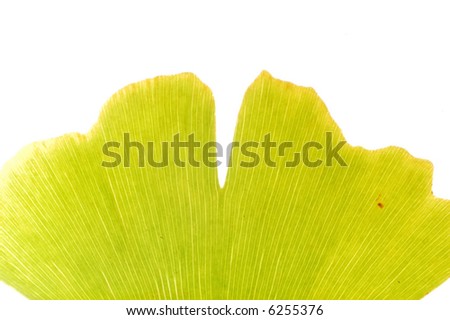 Detail of Ginkgo biloba green leaf (Maidenhair Tree), Ginkgo is used in pharmacy industries; isolated over white background.
