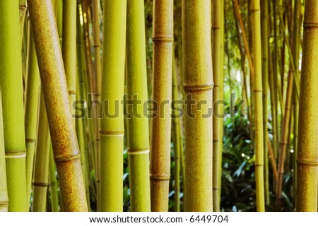 Bamboo forest; day light; horizontal orientation