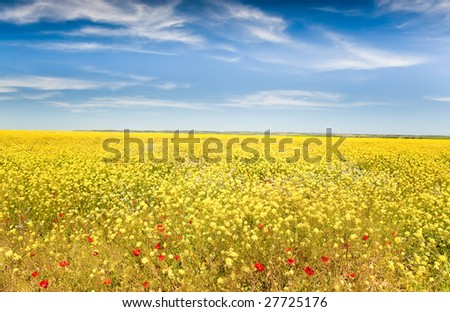 Landscape: spring season, field full of yellow flowers and red poppies. Maroc, Africa.