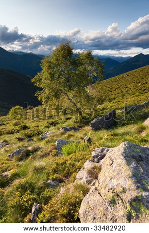 Lonely tree in a mountain meadow, summer season, vertical orientation