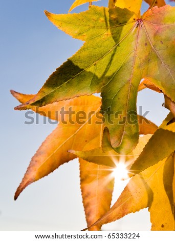 Maple leaves: acer palmatum foliage in back-light during fall season; vertical frame