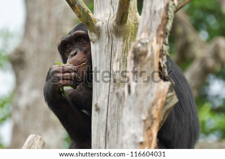 Chimpanzee hiding behind an old dead tree