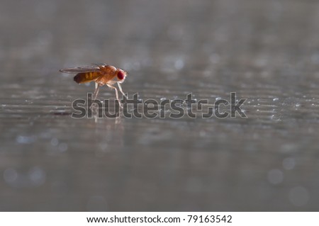 One common fruit fly sitting on a table