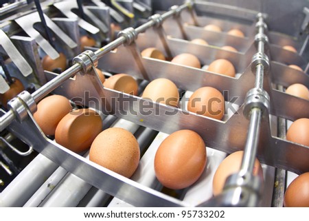 Egg farm - industrial packaging