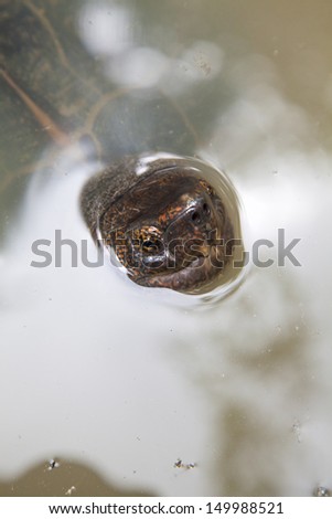 face of turtle in water