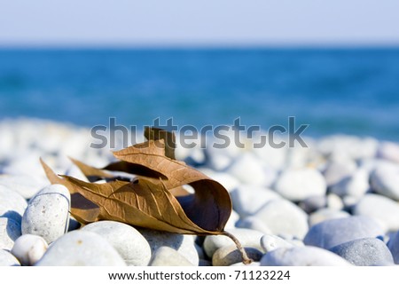 Brown leaves lying on the rocks on the shore of the blue sea