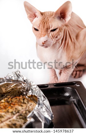 cat sphinx alongside hot baked meat in foil