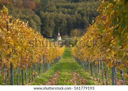 Vineyard in fall colors.