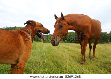 red dog and horse in field