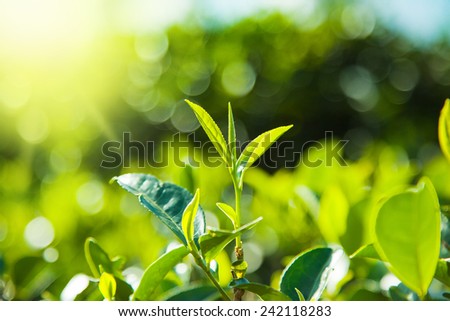 Green tea  leaves on tea plantations,Sri-Lanka