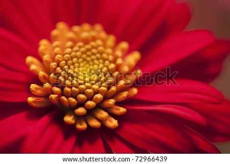 Daisies+background