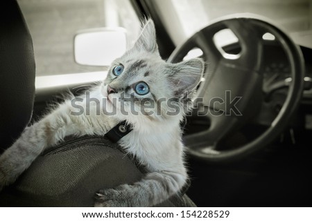 The Cat Sits In The Car On A Seat