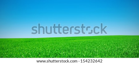 Panorama of a meadow with a green grass and the blue sky