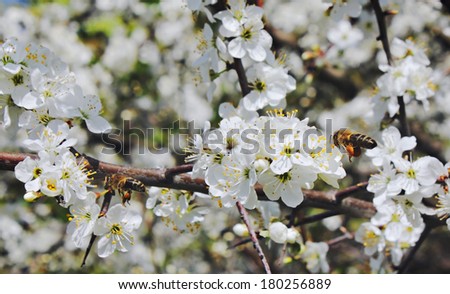 Two bees fly to collect honey on flowers