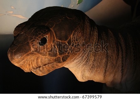 Big Head Turtle