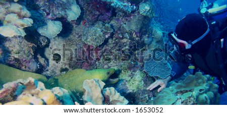 A scuba diver and a green morey (Gymnothorax prasinus) on Bonaire, Netherlands Antilles