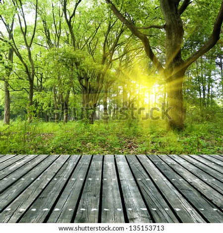 Woods under the sun, the wooden structure of the platform.