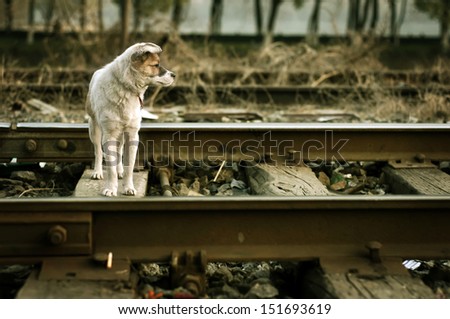 The vagrant dog along the railway line