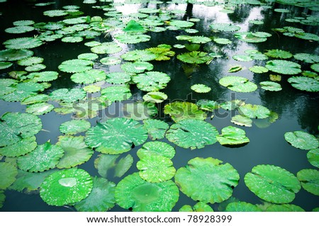 Lily pads on the surface of a pond.