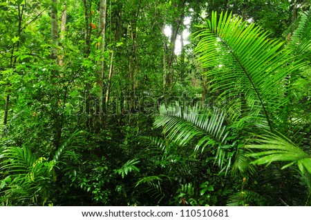Jungle Lush
