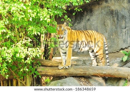 Asian- or bengal tiger standing