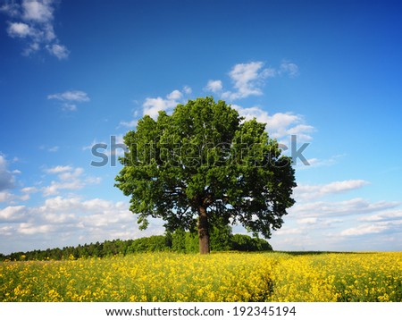 Single tree, rapeseed field and sky horizontal