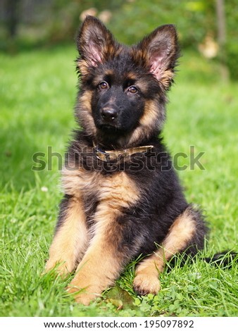 [Obrazek: stock-photo-puppy-of-german-shepherd-dog...097892.jpg]