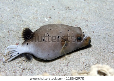 dog face puffer fish