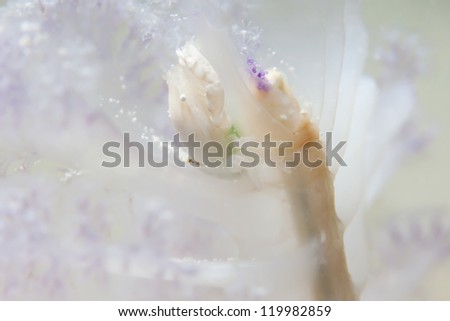 Commensal crab on the sea pen