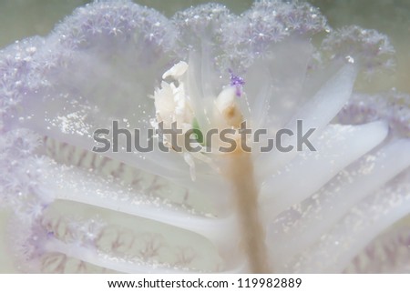 Commensal crab on the sea pen