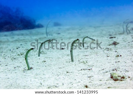 Spotted Garden Eel-Heteroconger hassi (Garden eel)