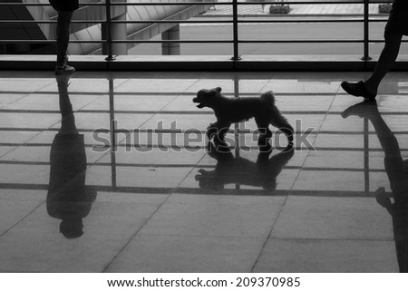a woman stand along and a dog walking on marble flooring with shadow reflection