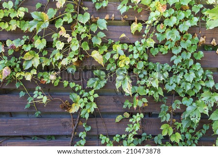 The Green creeper plant on the wall