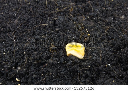 Grain Of Corn On Soil Background