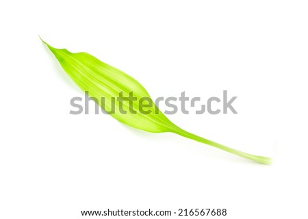 Lucky bamboo Leaf On White Background