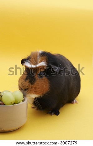 Guinea Pig with bowl