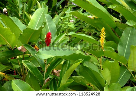 Wild Ginger plant, Hawaii