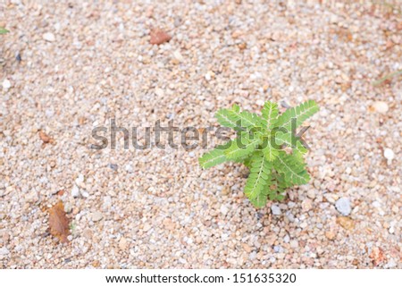 little tree growth up through the sand floor