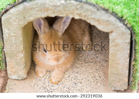 little rabbit lying in a rabbit house, pet