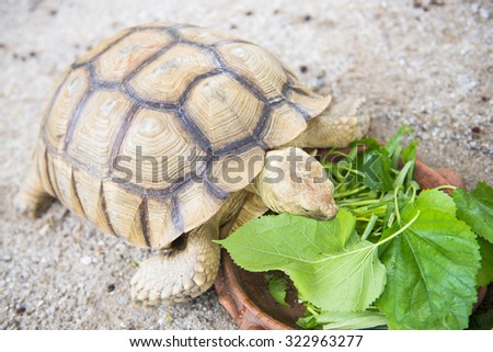giant turtle eating vegetables in tray, animal