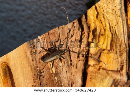 Wood-borer with long horns