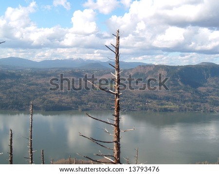 Burnt tree on the Columbia River gorge