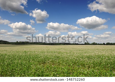 Buckwheat blossom field with blue sky and clouds. Landscape orientation