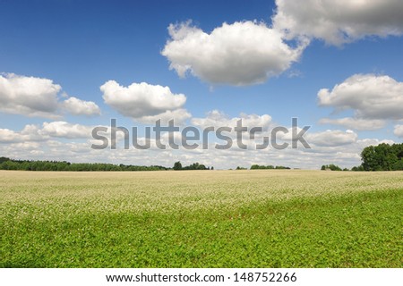 Buckwheat blossom field with blue sky and clouds. Landscape orientation